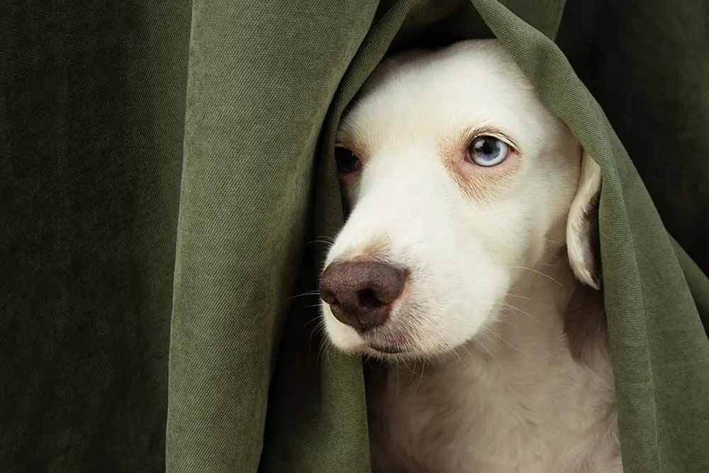 Come aiutare il tuo cane a superare la paura di nuovi oggetti