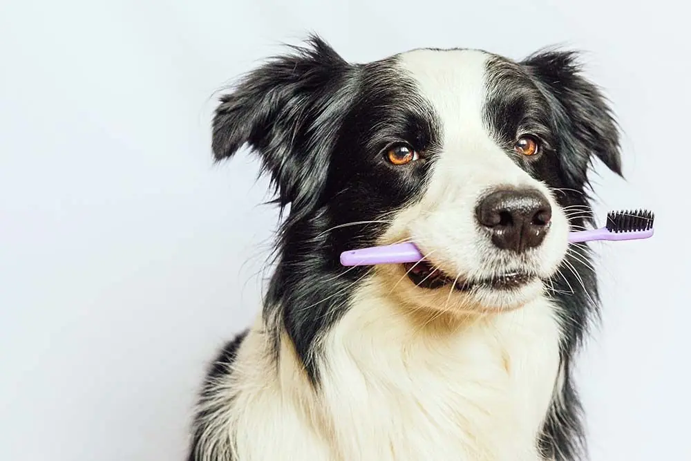Come curare il mal alito del tuo cane: semplici consigli