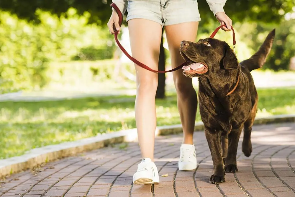 Come insegnare al tuo cane a camminare al guinzaglio