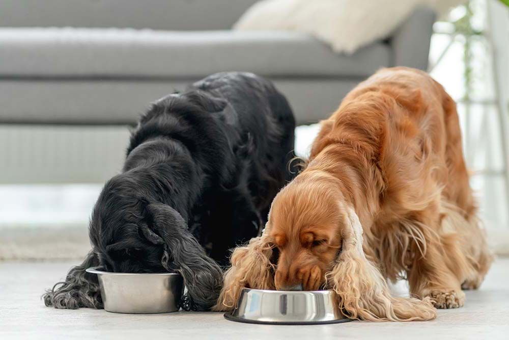 Come introdurre la dieta BARF