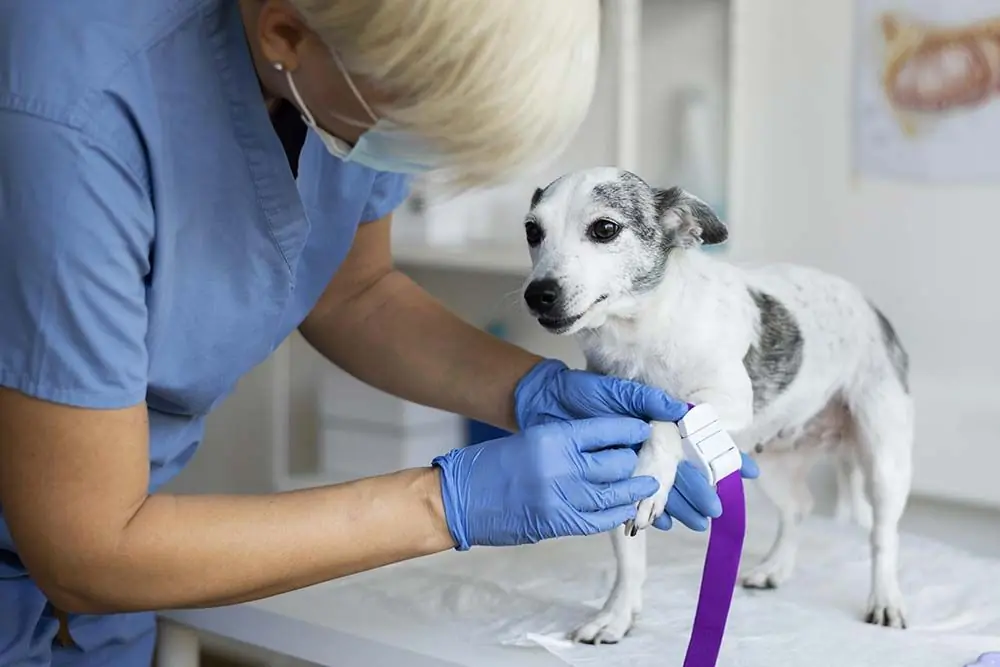 Come prevenire la pododermatite