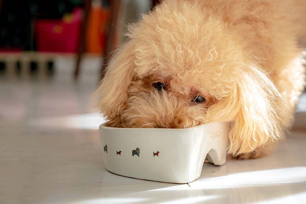 Come scegliere lalmigliorelmangiatoia portada