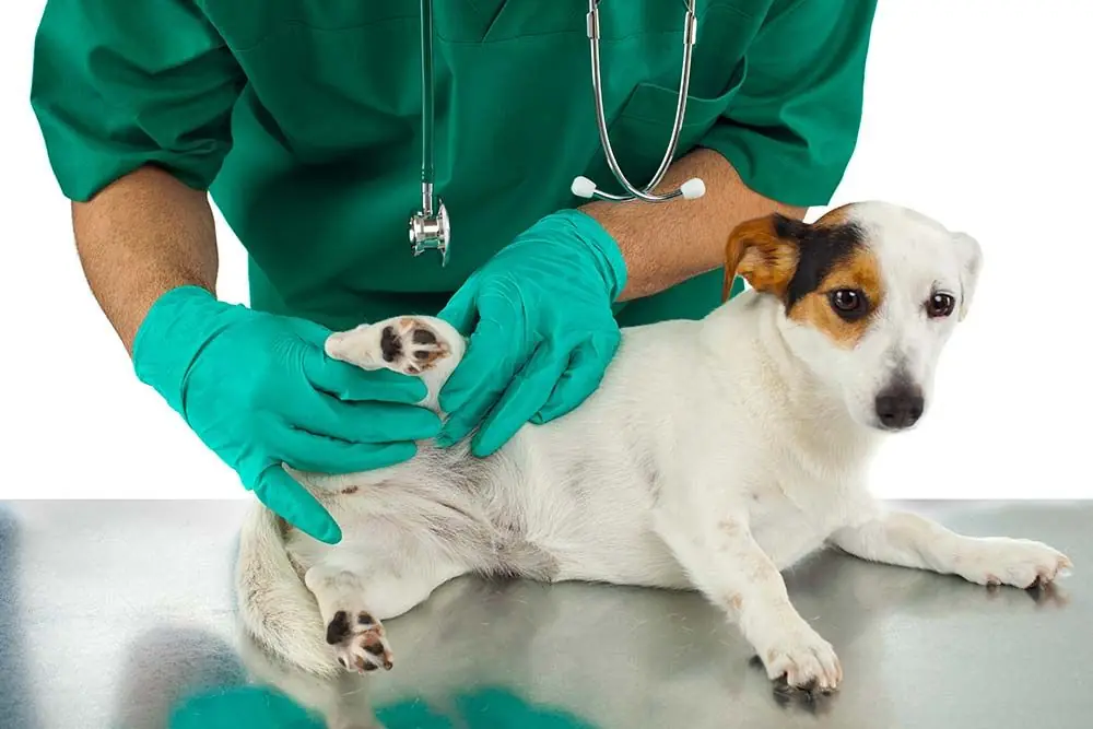 ¿Come trattare la displasia dell'anca nei cani?