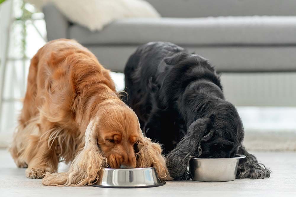 Comment choisir les meilleures croquettes pour votre chien