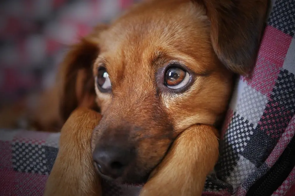 Comment protéger votre chiot contre la parvovirose