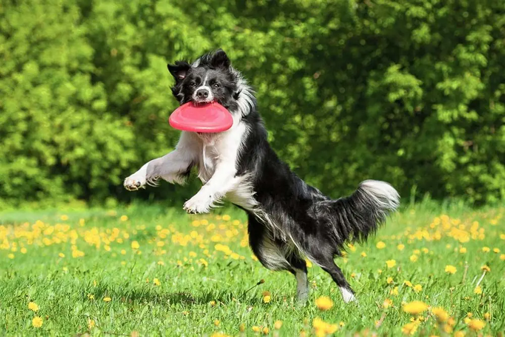 Comportamento e allenamento del Border Collie