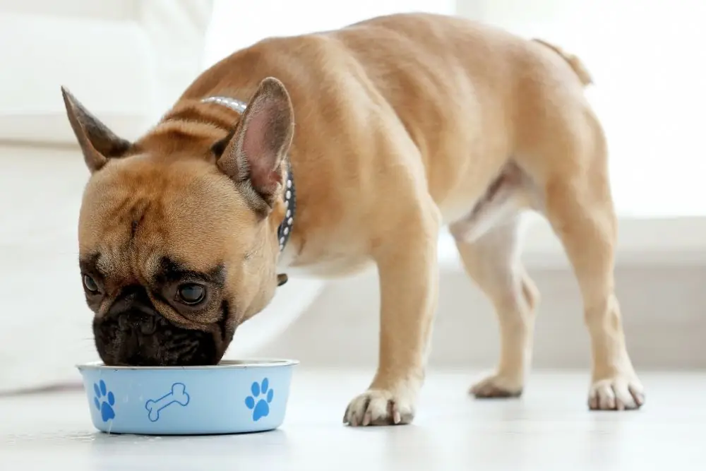Conseils alimentaires pour chiens atteints de troubles gastro-intestinaux