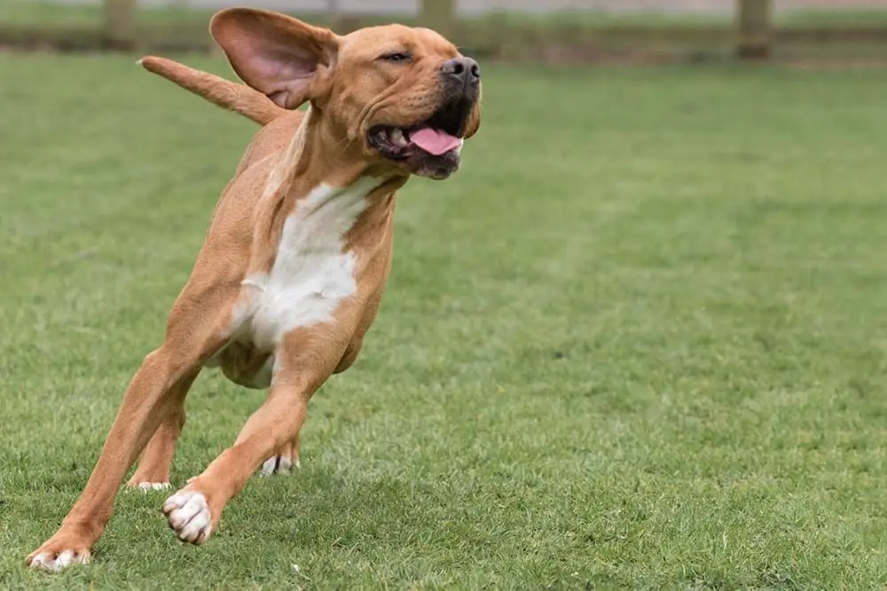 Conseils pour former la race Chien de perdrix portugais