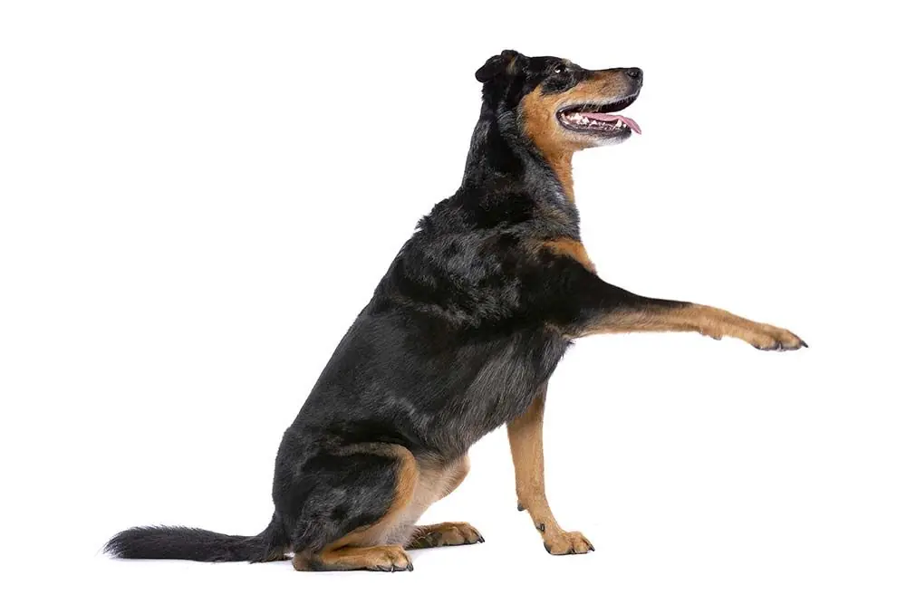 Consigli per la formazione del Beauceron
