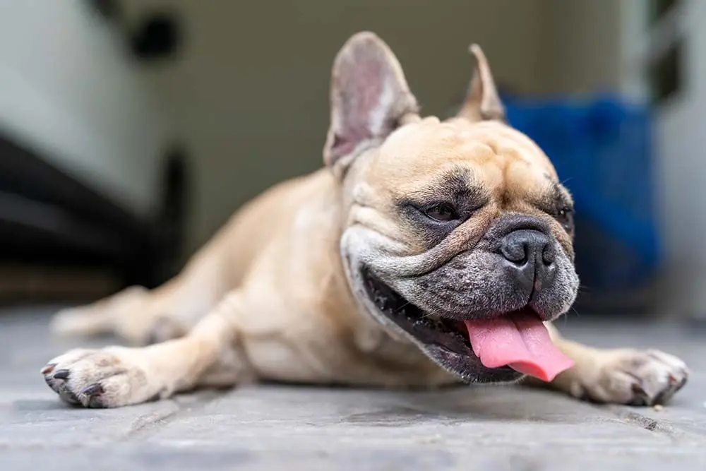 Cosa fare quando il cane è in calore e non mangia?