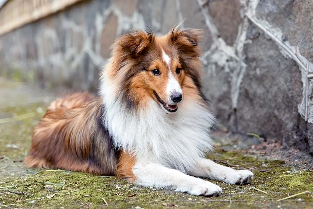 Cosa dovresti offrire a questa razza Pastore shetland