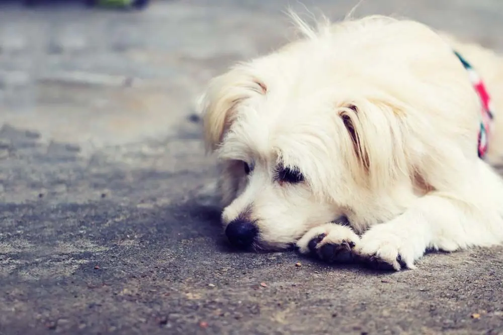 Cosa fare quando il tuo cane vomita cibo: consigli utili