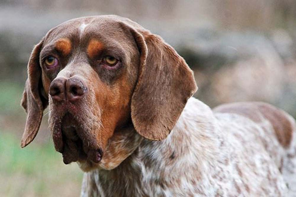 Cuidado del pelaje Pachon navarro