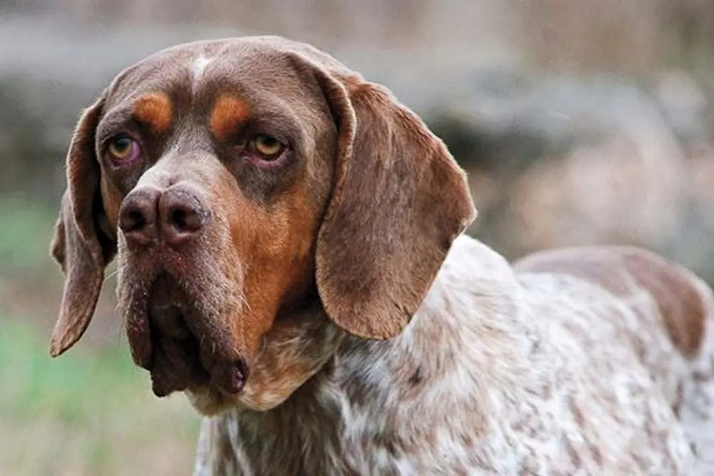 Cuidado del pelaje Pachon navarro