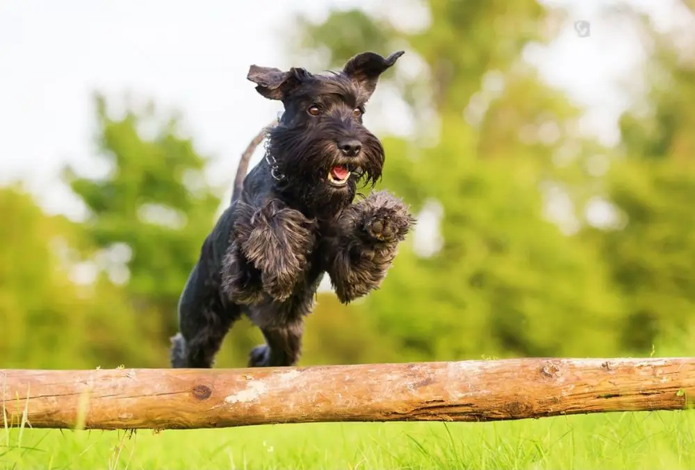 Schnauzer estándar: características, cuidados, alimentación y carácter