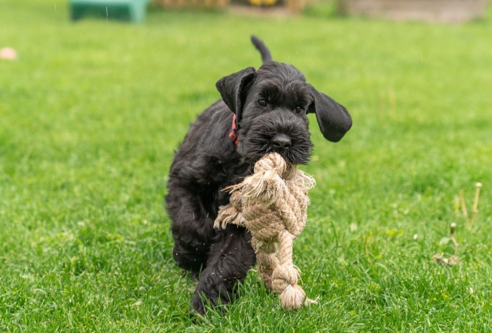 Cuidados del Schnauzer gigante