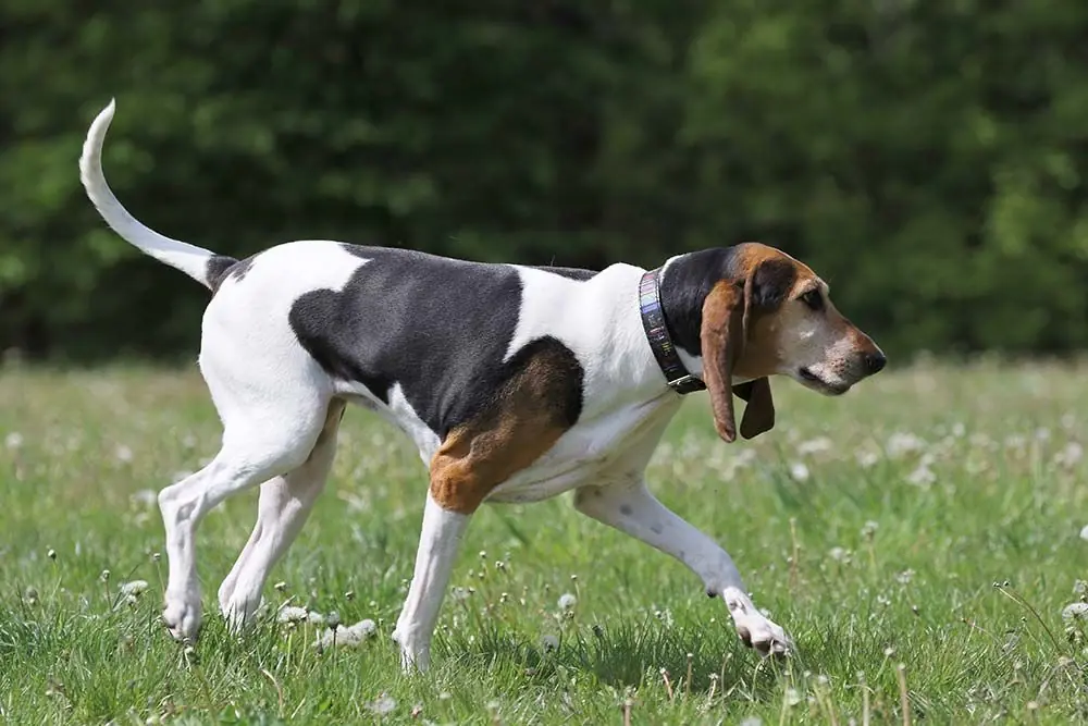 Cura del Foxhound inglese