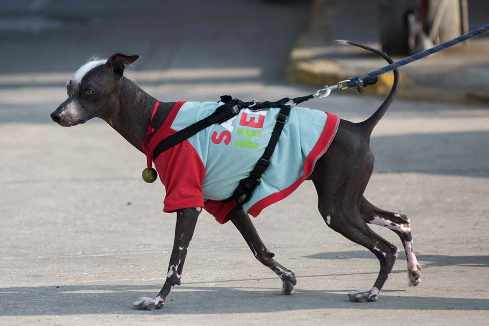 Cura del cane peruviano