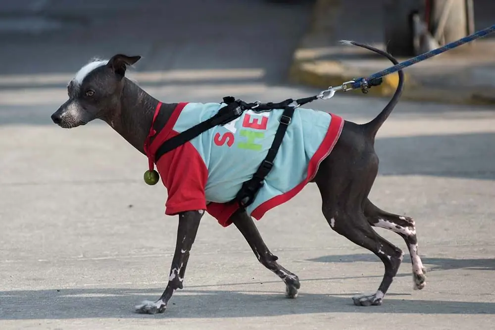 Cura del cane peruviano