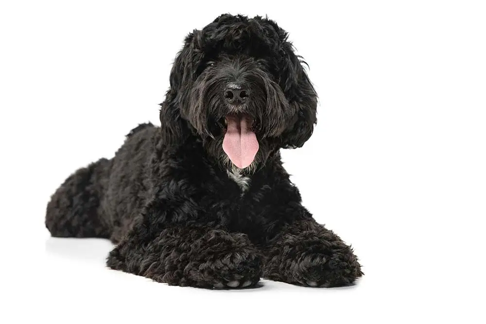 Cura del labradoodle
