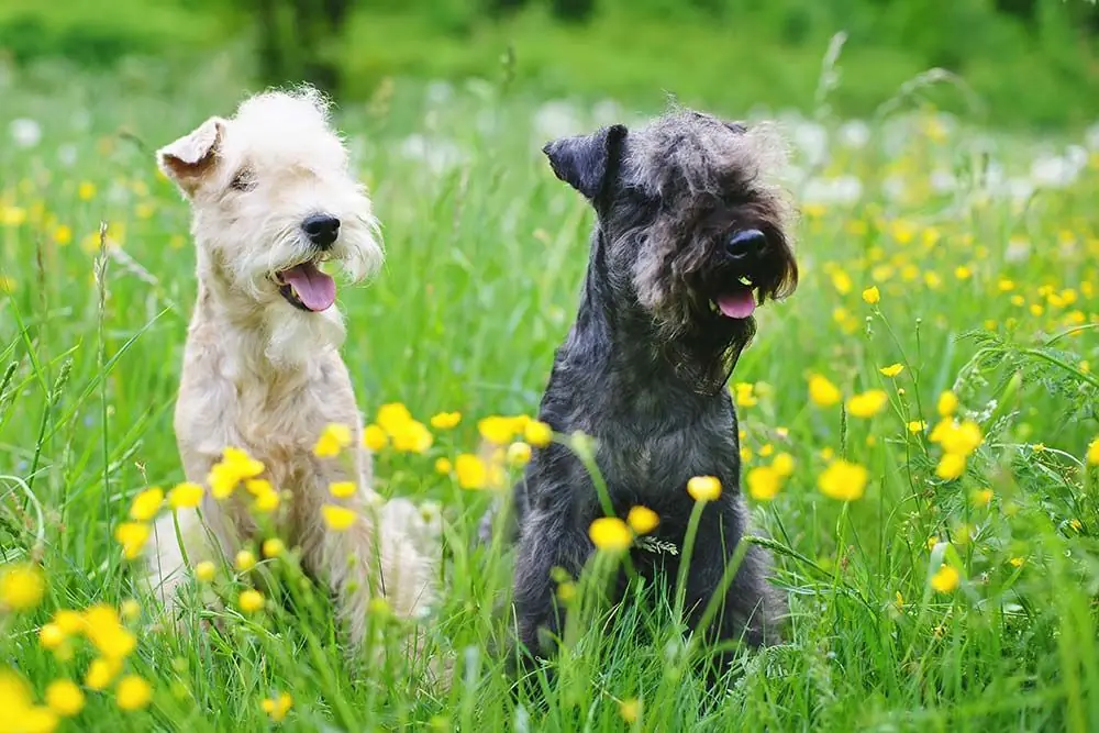Cura principale del Lakeland Terrier