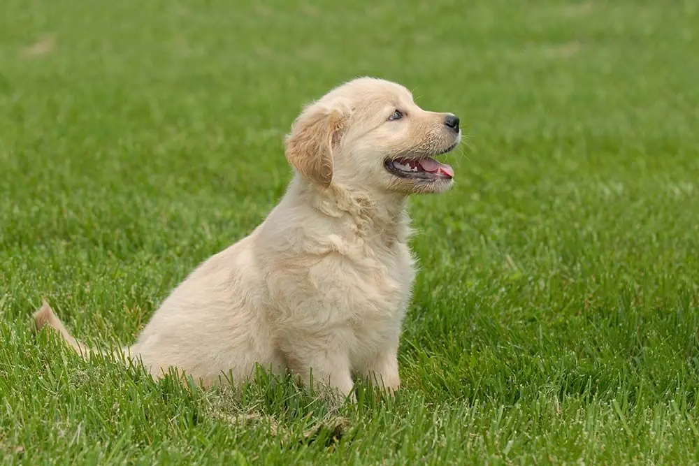Cura speciale labrador retriever