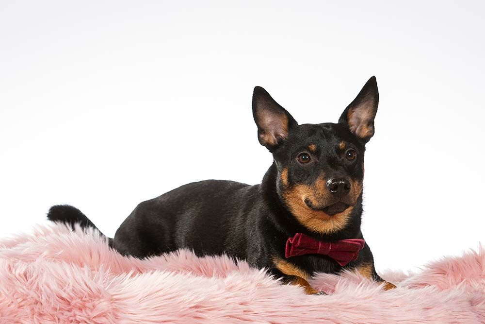 Cura specifica del Lancashire Heeler