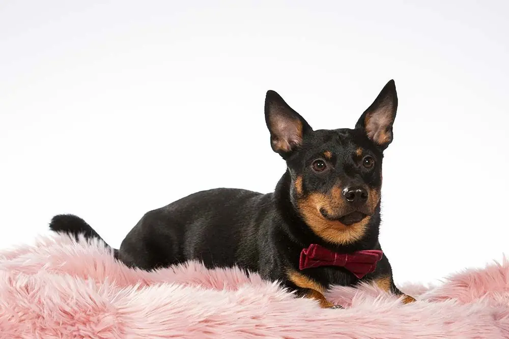 Cura specifica del Lancashire Heeler