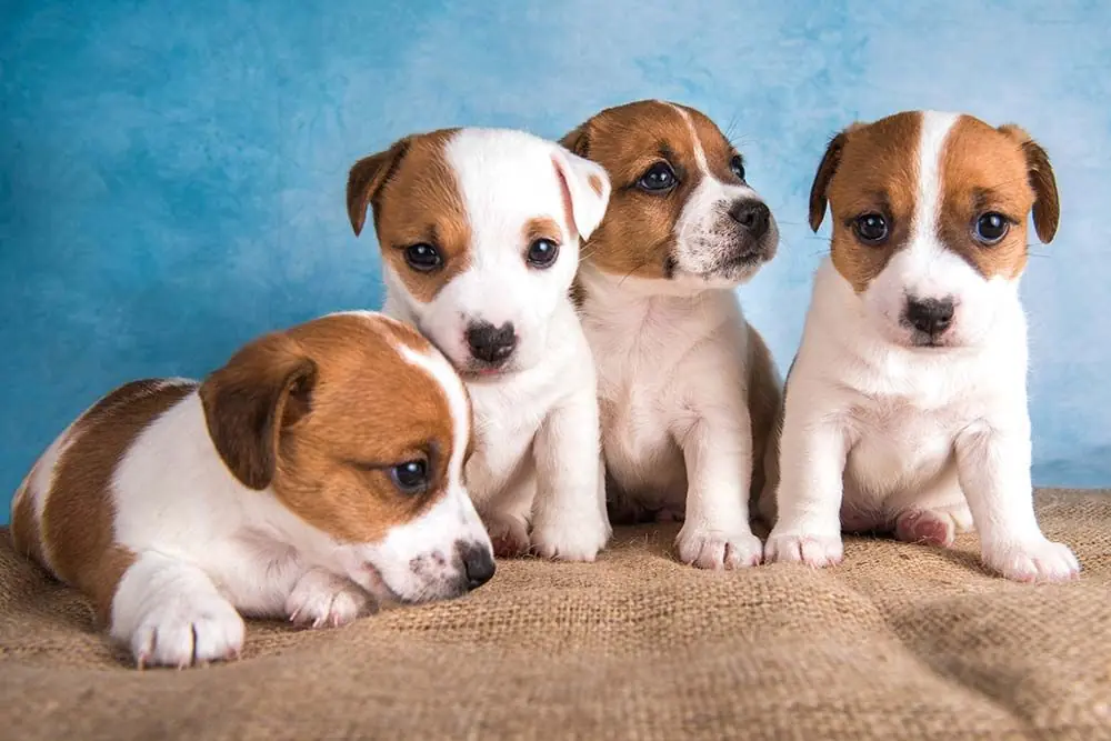 Cura specifica del jack russell terrier