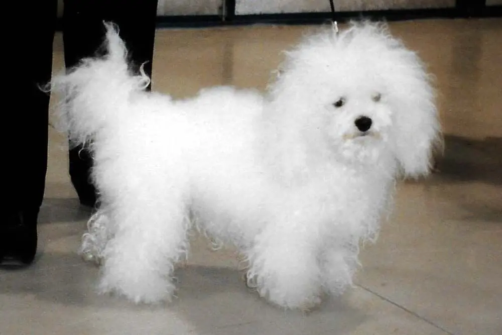 Cure Necessarie per il Bichon Bolognese