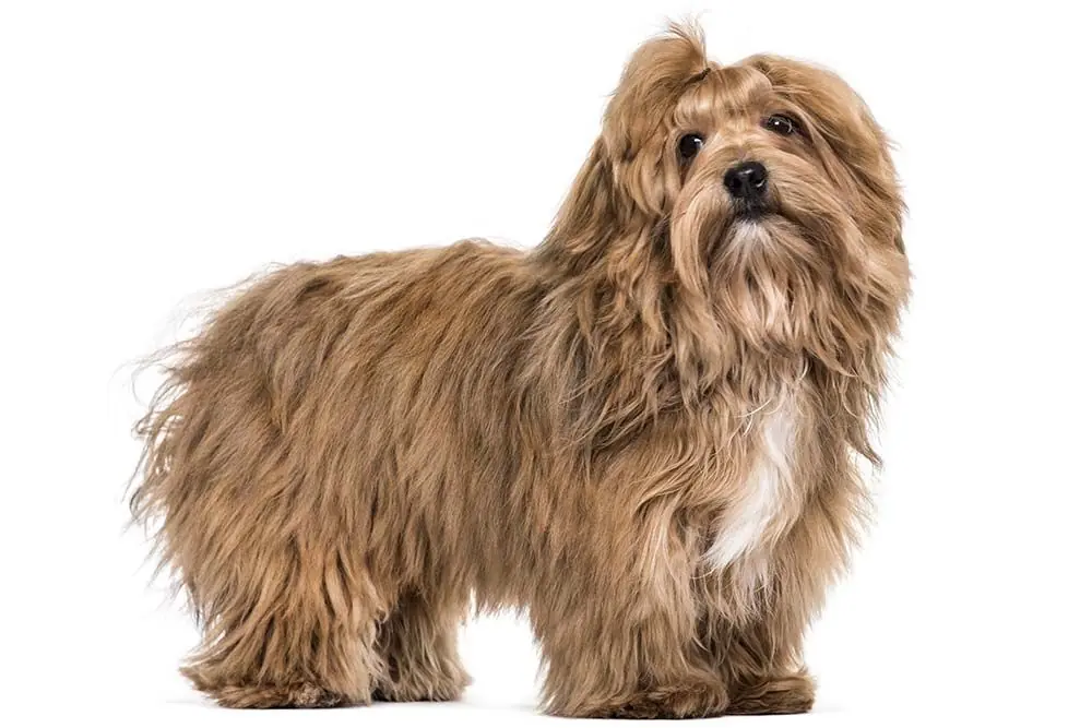 Cure Necessarie per il Bichon habanero