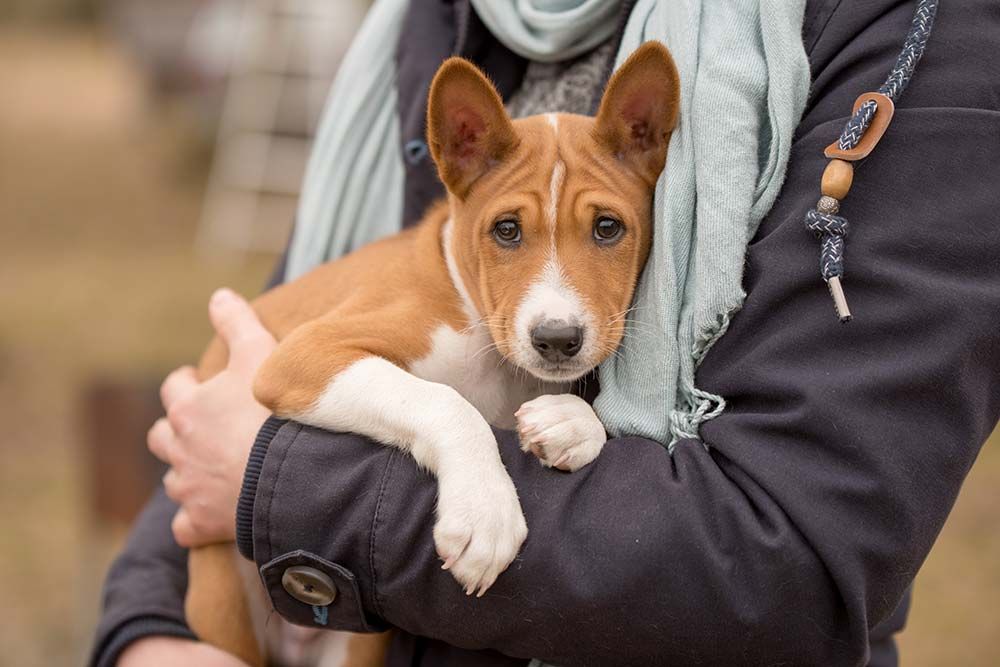 Cure esenziali basenji