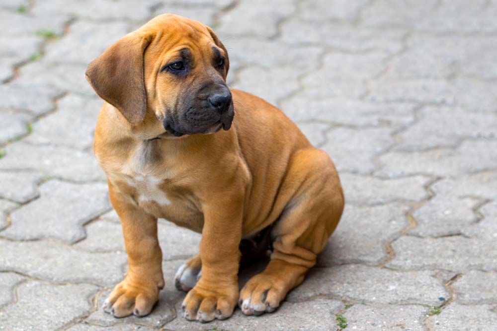 Cure neccessarie per Boerboel