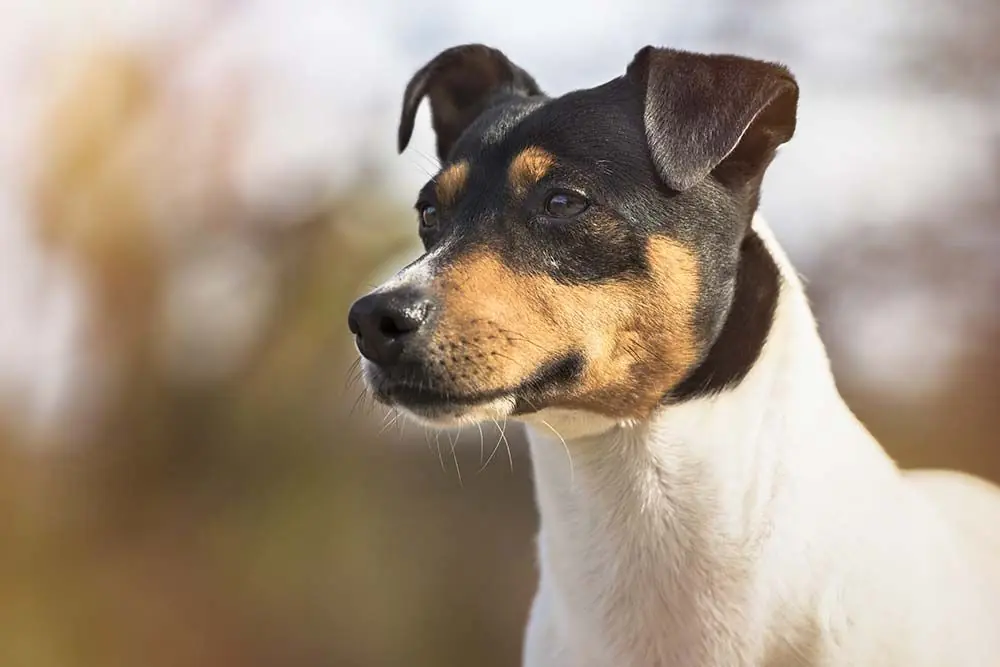Cure necessarie per il Bodeguero Andaluz