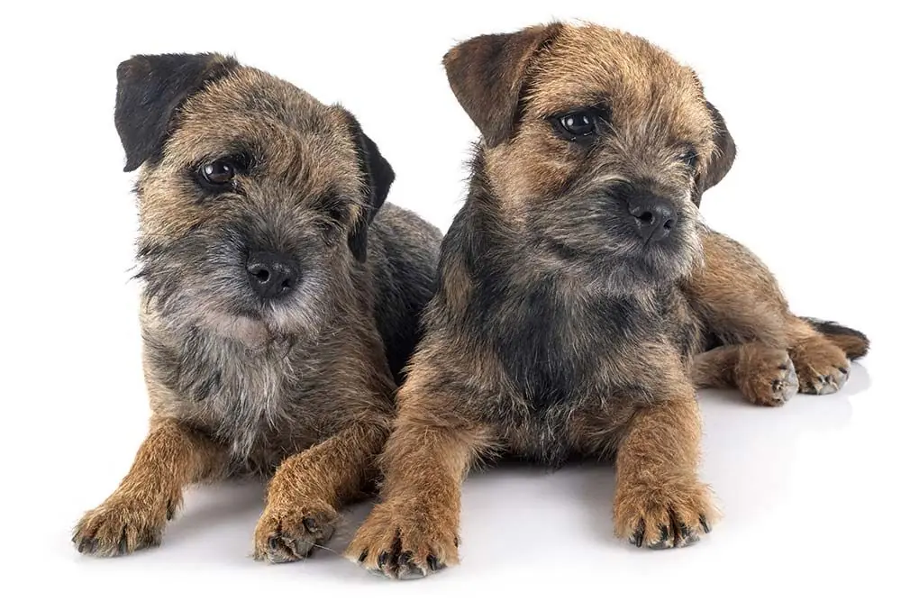 Cure necessarie per il Border terrier