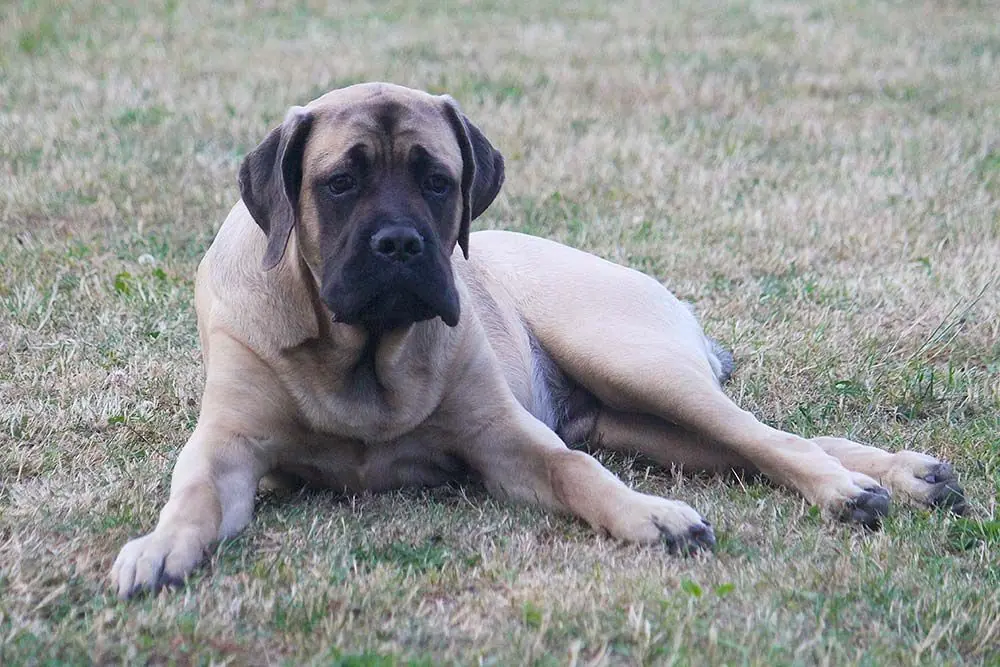 Cure necessarie per il mastino inglese