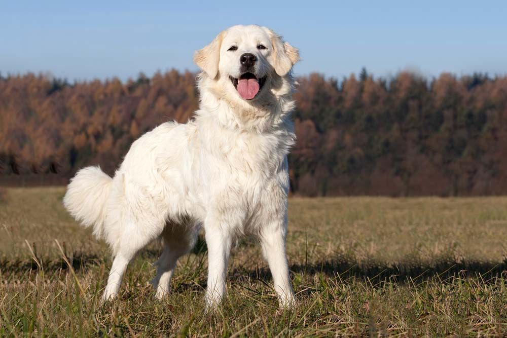 Cuvac slovaque caracterise temperament