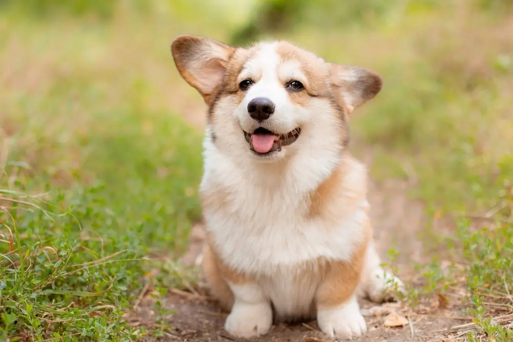 Descubre las razas de perros con patas cortas más adorables y divertidas