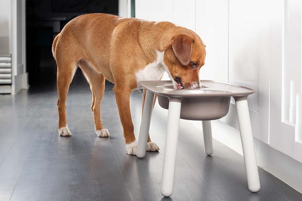 Dimensioni e altezza della mangiatoia