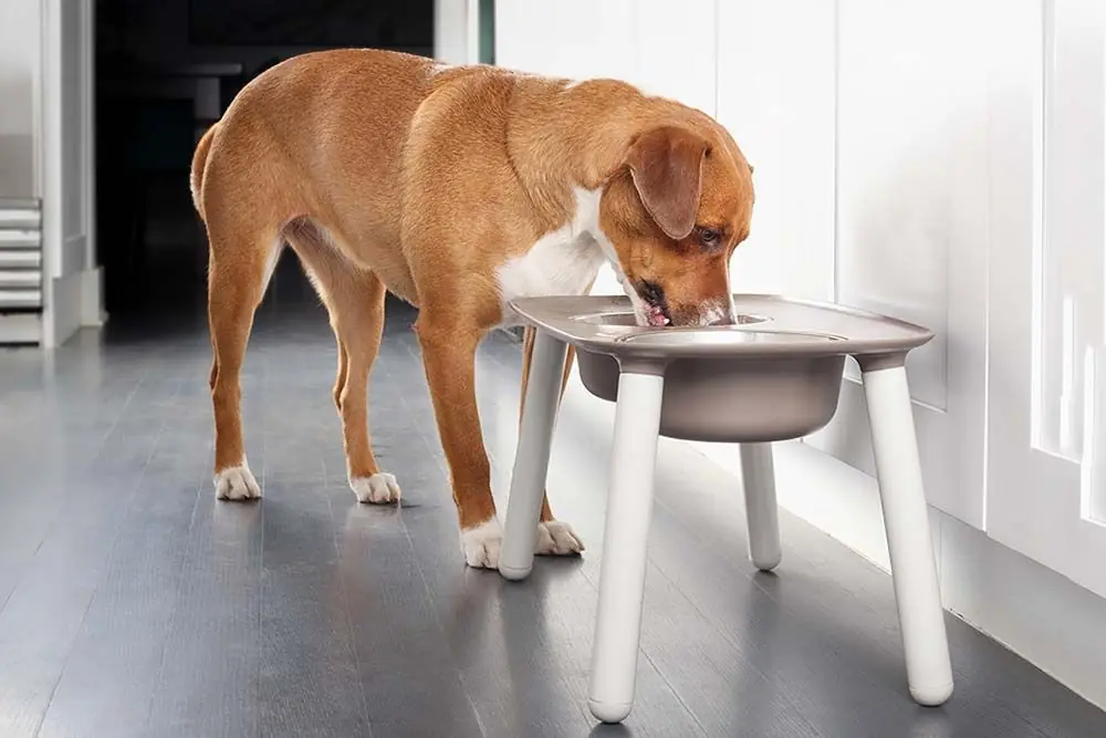 Dimensioni e altezza della mangiatoia