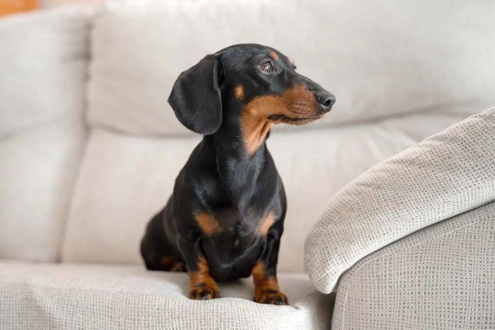 Dimensioni e carattere del cane da compagnia