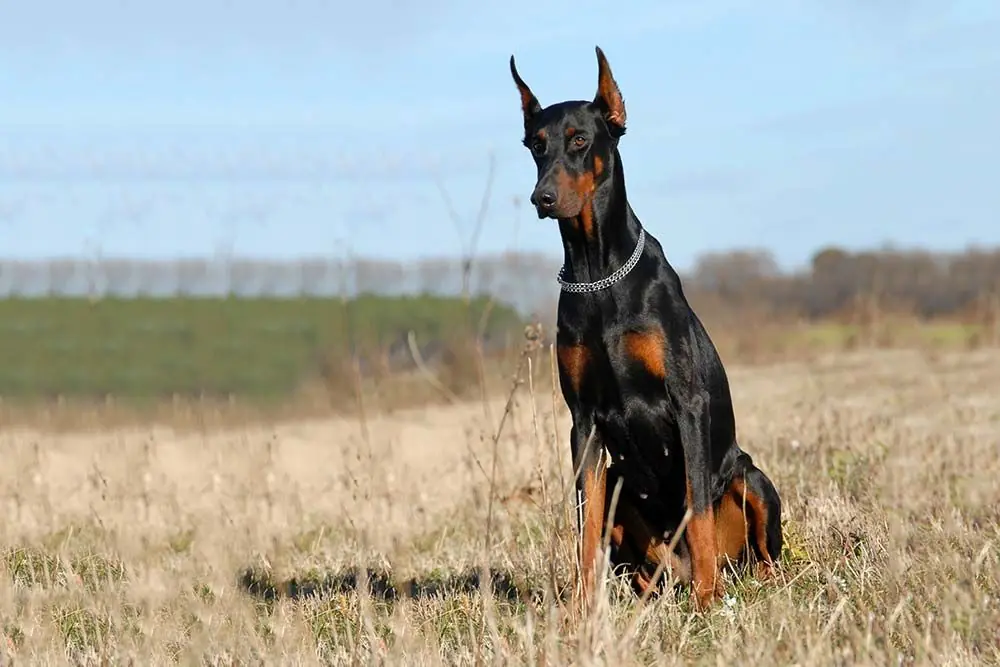 Doberman