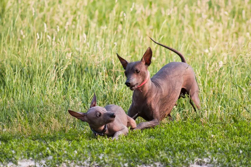 Dos Xoloitzcuintles jugando al aire libre