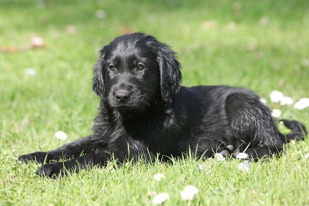 Educazione del Flat coated retriever