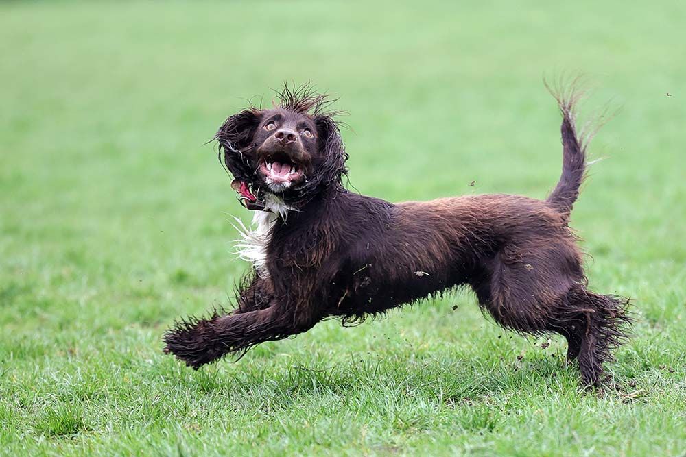 Ejercicio Boykin Spaniel