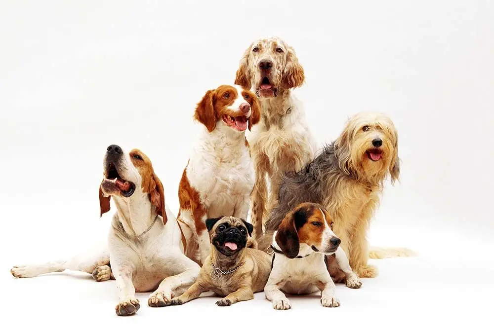 Enciclopedia canina: Scopri tutto sulle razze di cani