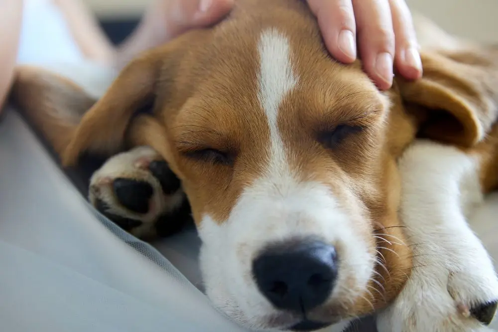 Epilepsia en perros: causas, síntomas y tratamiento para combatirla