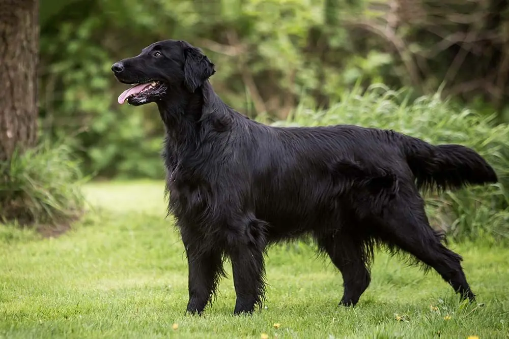 Flat coated retriever: caratteristiche, cura, alimentazione e carattere