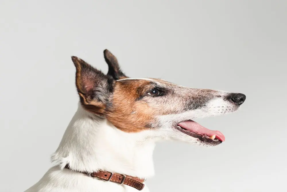 Perro Fox Terrier mostrando su entusiasmo con la boca abierta