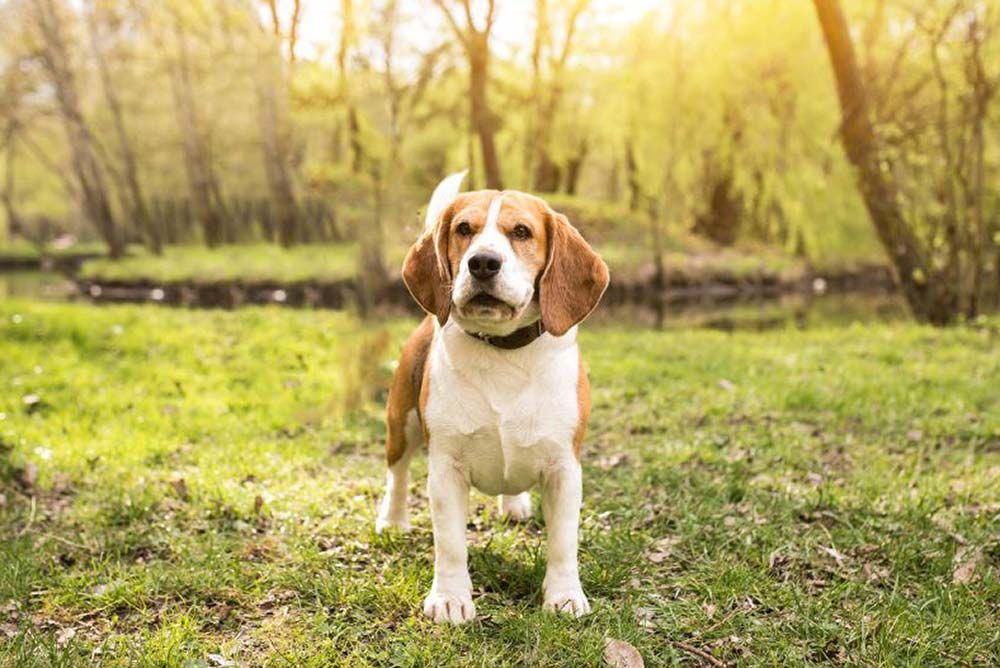 Foxhound americain Comment ameliorer leur alimentation